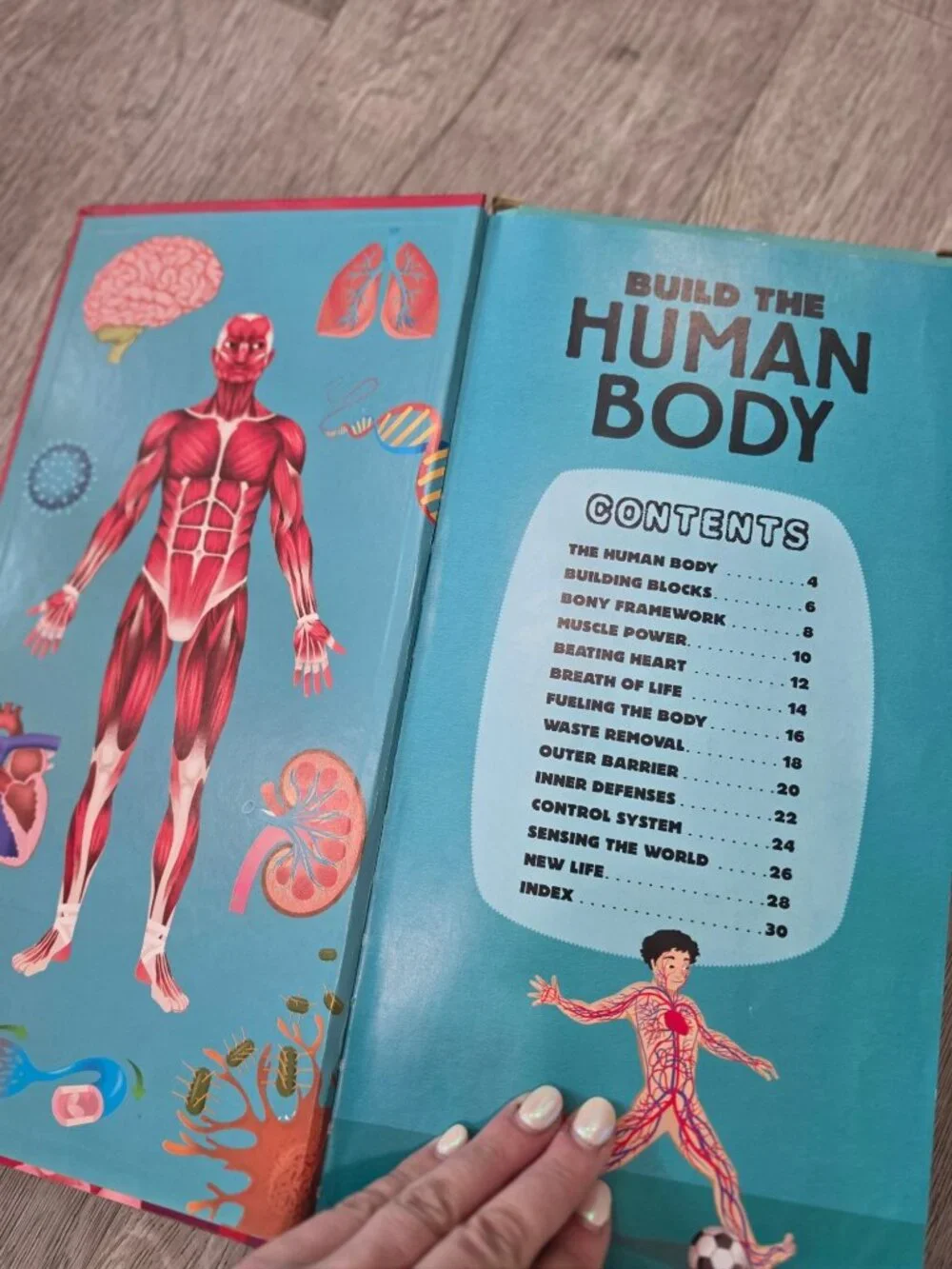 Build The Human Body Interactive Model Book With 66 Pieces & 32-Page Guide
